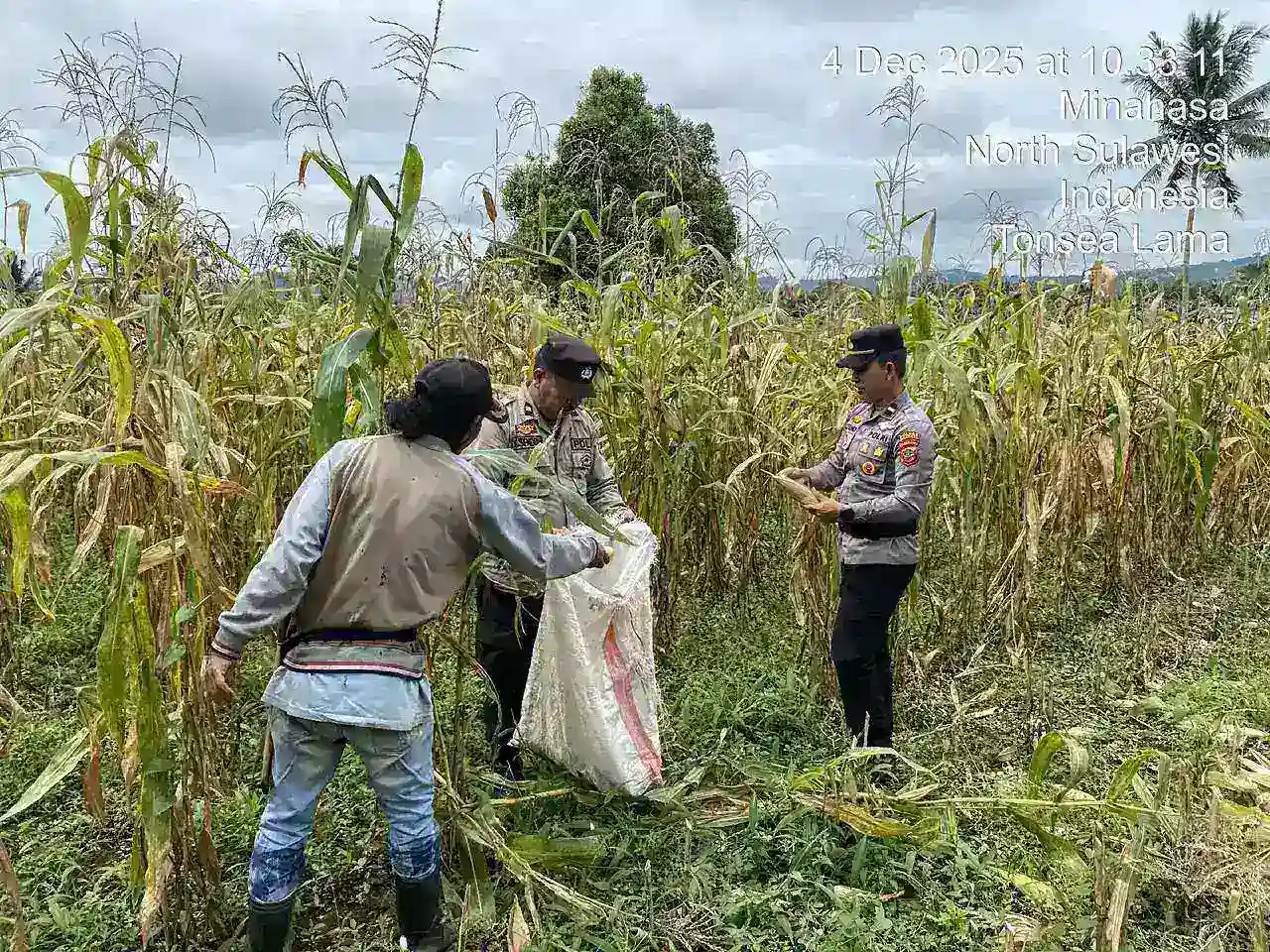 Polsek Toulimambot Hadiri Panen Raya Jagung Kuartal IV di Kelurahan Wulauan